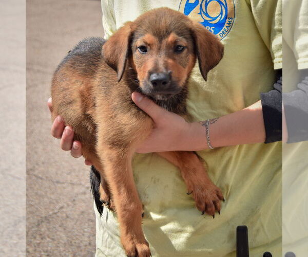 Medium Photo #2 Border-Aussie Puppy For Sale in Huntley, IL, USA