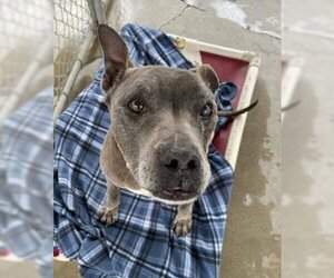 American Pit Bull Terrier-Unknown Mix Dogs for adoption in Ventura, CA, USA
