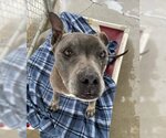 Small American Pit Bull Terrier Mix