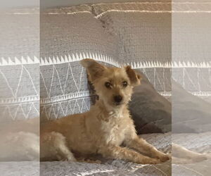 Maltipoo Dogs for adoption in Middlesex, NC, USA
