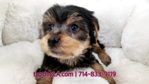 Medium Photo #1 Yorkshire Terrier Puppy For Sale in LA MIRADA, CA, USA