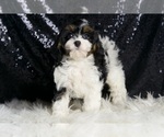 Small #2 Cavapoo