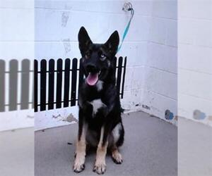 German Shepherd Dog-Siberian Husky Mix Dogs for adoption in San Bernardino, CA, USA