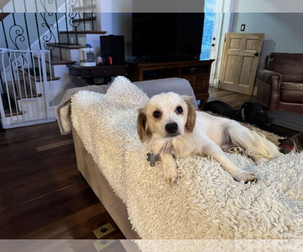 Medium Photo #4 Chihuahua-Unknown Mix Puppy For Sale in Holly Springs, NC, USA