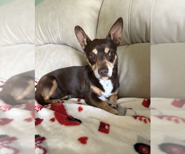 Medium Photo #2 Chiweenie Puppy For Sale in Grafton, WI, USA