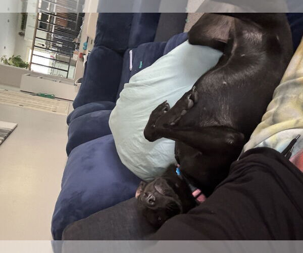 Medium Photo #5 Labrador Retriever-Unknown Mix Puppy For Sale in Chandler, AZ, USA