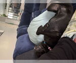 Small #4 Labrador Retriever Mix