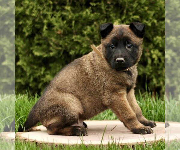Medium Photo #2 Belgian Malinois Puppy For Sale in RONKS, PA, USA