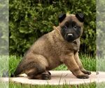 Small #1 Belgian Malinois