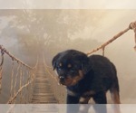 Small Photo #12 Rottweiler Puppy For Sale in ANTIOCH, CA, USA