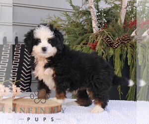 Bernedoodle (Miniature) Puppy for sale in NARVON, PA, USA