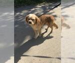 Small Cocker Spaniel Mix