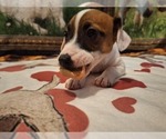 Puppy 3 Jack Russell Terrier