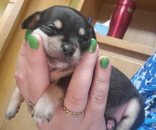 Medium Photo #3 Chihuahua Puppy For Sale in BOONE, IA, USA
