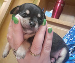 Small Photo #3 Chihuahua Puppy For Sale in BOONE, IA, USA