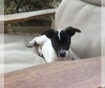 Small Jack Russell Terrier Mix