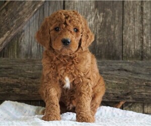 Goldendoodle-Poodle (Standard) Mix Puppy for sale in FREDERICKSBG, OH, USA