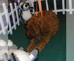 Small Photo #1 Poodle (Standard) Puppy For Sale in CLATSKANIE, OR, USA