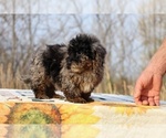 Small #29 ShihPoo