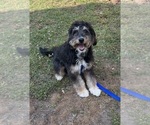 Small Bernedoodle (Miniature) (+ Poodle Miniature)