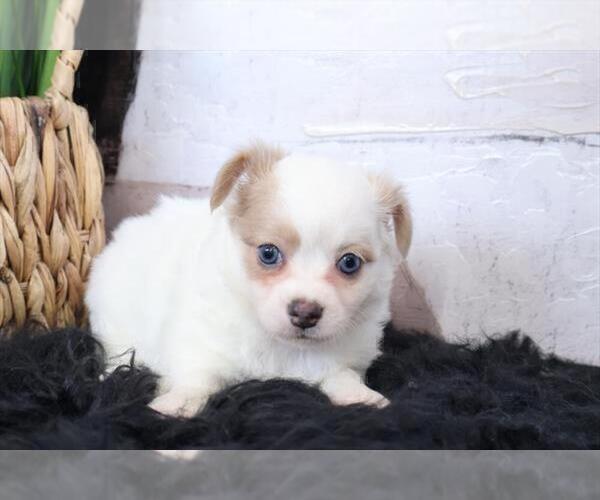 Medium Photo #5 Chihuahua Puppy For Sale in FORT LAUDERDALE, FL, USA