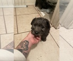 Small Photo #2 Schnoodle (Miniature) Puppy For Sale in BAKERSFIELD, CA, USA