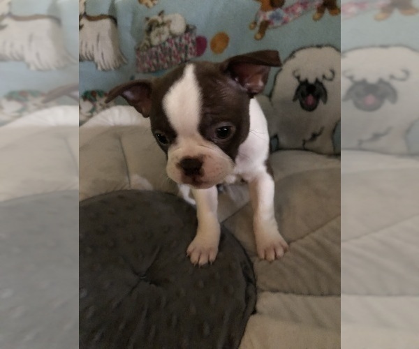 Medium Photo #1 Boston Terrier Puppy For Sale in IMPERIAL BCH, CA, USA