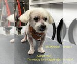 Small Photo #1 Maltipoo Puppy For Sale in Los Angeles, CA, USA