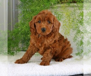 Goldendoodle (Miniature) Puppy for sale in BIRD IN HAND, PA, USA