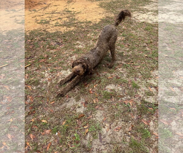 Medium Photo #7 German Shorthaired Pointer-Poodle (Standard) Mix Puppy For Sale in Valrico, FL, USA