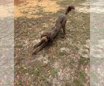 Small #6 German Shorthaired Pointer-Poodle (Standard) Mix