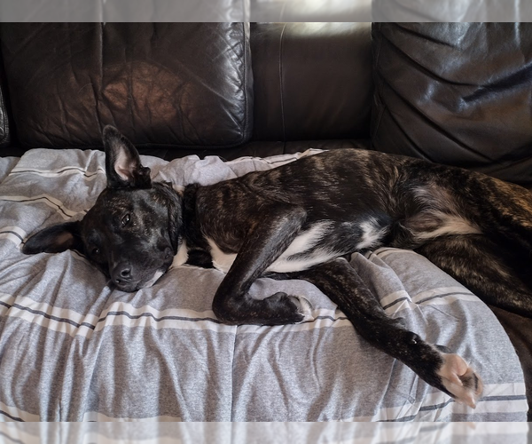 Medium Photo #3 Mountain Cur-Unknown Mix Puppy For Sale in Boston, MA, USA