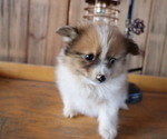 Small #2 Pomeranian