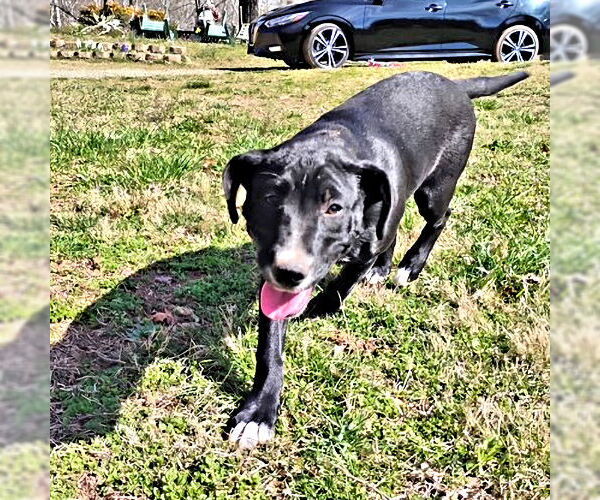 Medium Photo #4 Labrador Retriever Puppy For Sale in Rutherfordton, NC, USA