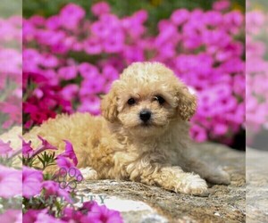 Bichpoo Puppy for Sale in GORDONVILLE, Pennsylvania USA