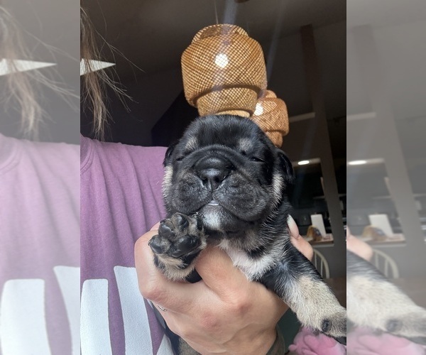 Medium Photo #3 English Bulldog Puppy For Sale in SEYMOUR, IN, USA