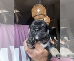 Small #2 English Bulldog