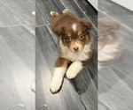 Small Photo #54 Australian Shepherd Puppy For Sale in NEW BRAUNFELS, TX, USA
