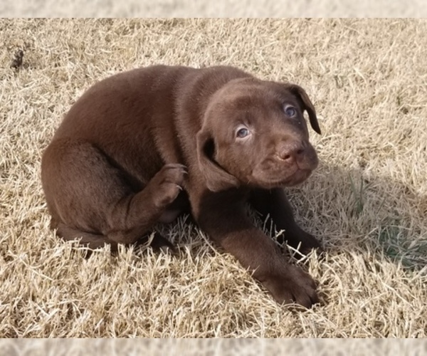 Medium Photo #19 Labrador Retriever Puppy For Sale in PARK CITY, KS, USA