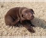Small Photo #19 Labrador Retriever Puppy For Sale in PARK CITY, KS, USA