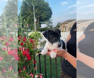 Jack Russell Terrier Puppy for sale in WANTAGH, NY, USA