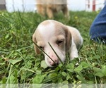 Small Photo #28 Dachshund Puppy For Sale in MONONA, IA, USA