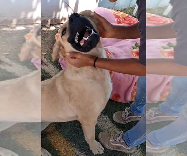 Medium Photo #15 Mutt Puppy For Sale in Apple Valley, CA, USA