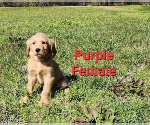 Medium Photo #17 Goldendoodle Puppy For Sale in CLARKSVILLE, TX, USA