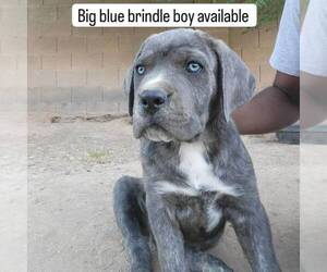 Cane Corso Puppy for Sale in AVONDALE, Arizona USA
