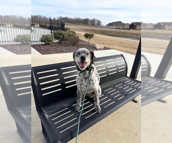 Medium Photo #2 Dalmatian-Unknown Mix Puppy For Sale in Claremore, OK, USA