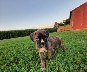 Boxer Puppy for sale in DILLSBORO, IN, USA
