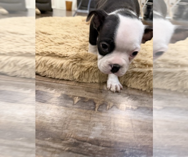 Medium Photo #9 Boston Terrier Puppy For Sale in FREDONIA, KS, USA