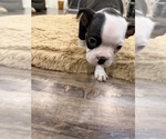 Small #8 Boston Terrier