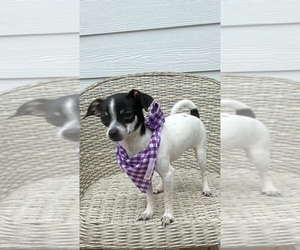 Chihuahua Puppy for sale in LEBANON, OH, USA